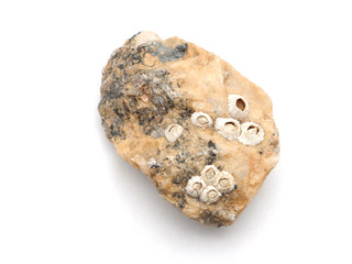 seashells in the rocks on a white background