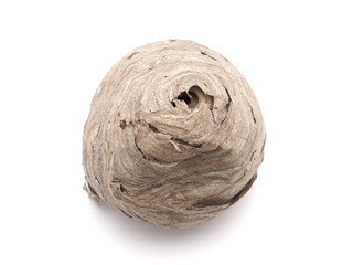 hornet's nest on a white background