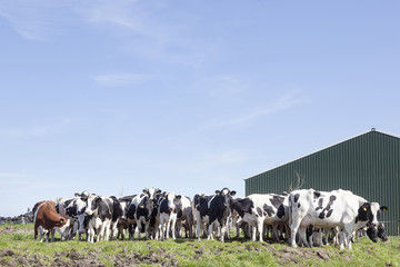 herd of cows in dutch field near stable in green meadow