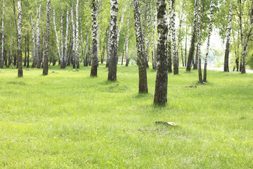 Obraz premium Summer birch trees in forest, beautiful birch grove, birch-wood, green landscape