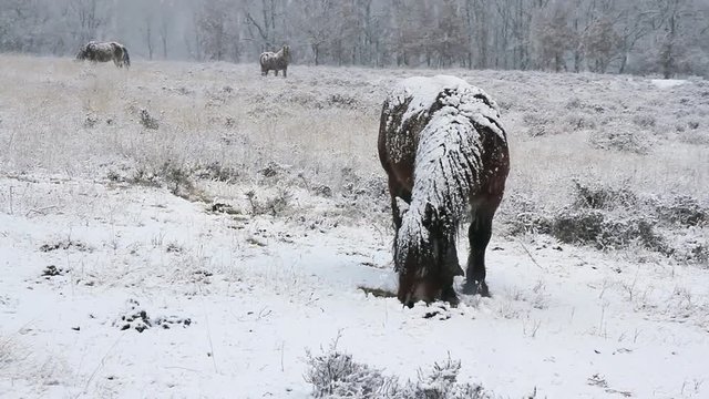 Manada de Caballos pastando en un campo nevado