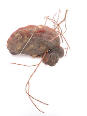 Polypore mushroom on a white background