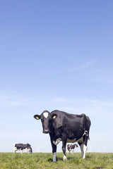 black and white cow stares in green grassy meadow under blue sky