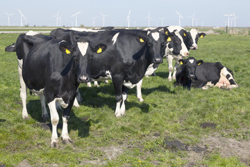black and white cows in sunny dutch green meadow under blue sky