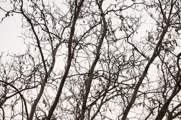 silhouette tree branches
