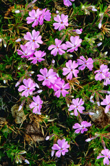 Beautiful spring phlox