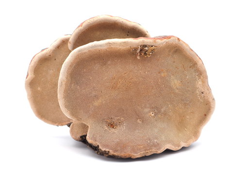 Polypore mushroom on a white background