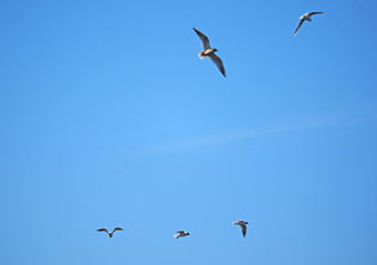 seagull in flight