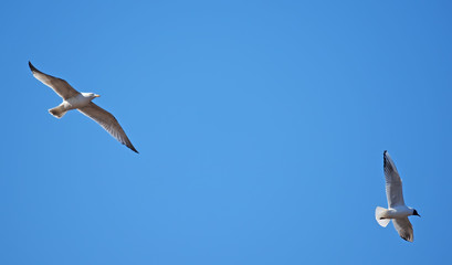 seagull in flight