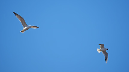 seagull in flight