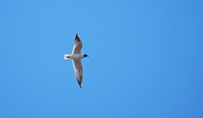 seagull in flight