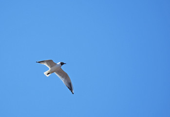 seagull in flight