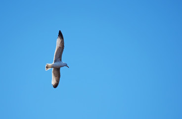 seagull in flight