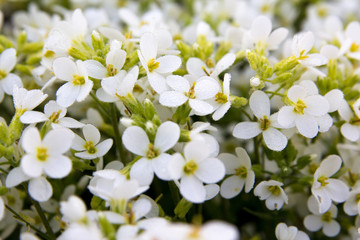 Pretty White Flowers Blooming in a Garden