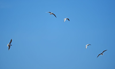 seagull in flight