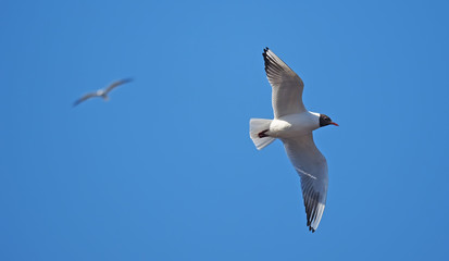 seagull in flight