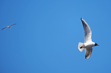 seagull in flight