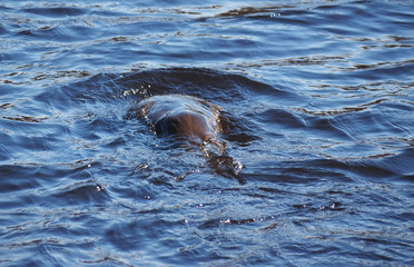 Obraz premium beaver on the river