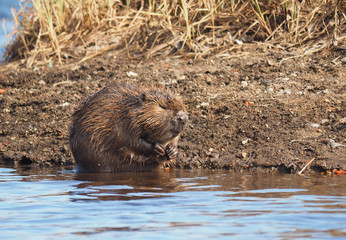 beaver on the river