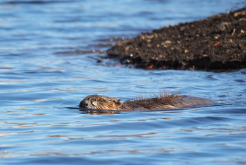 Fototapeta premium beaver on the river