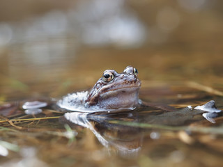 frog in pond