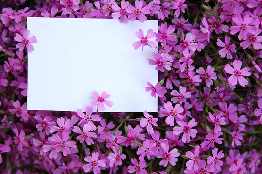 Fototapeta white paper with purple flowers