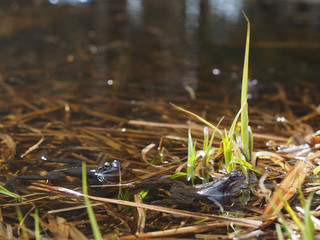 frog in pond
