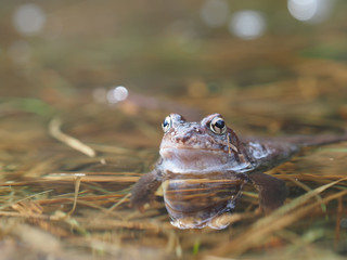 frog in pond