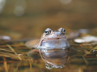 frog in pond