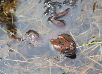 frog in pond