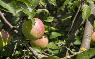 Ripe fruits of apples on a tree branch