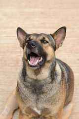 Dog on the cement floor