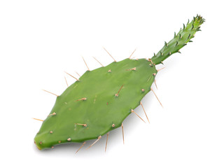 prickly leaves on a white background
