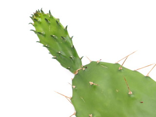 prickly leaves on a white background