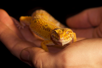 Leopard gecko pet