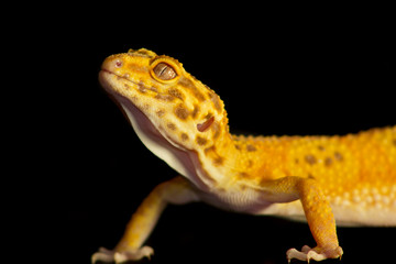 Leopard gecko pet