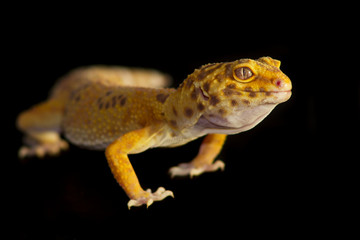 Leopard gecko pet