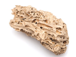 eared beetles tree on a white background