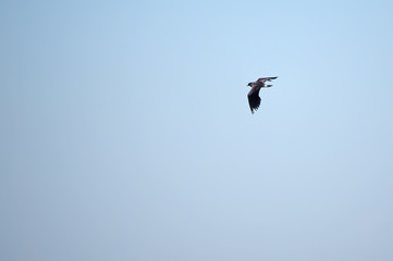 Lapwing in flight