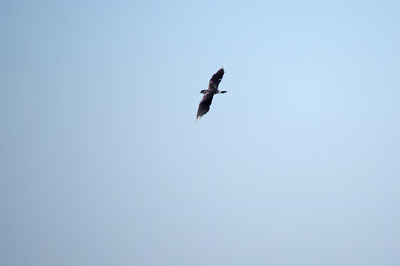 Lapwing in flight