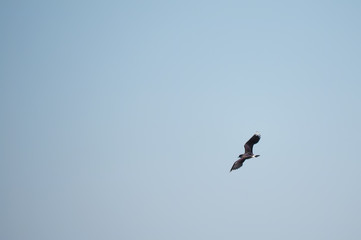 Lapwing in flight