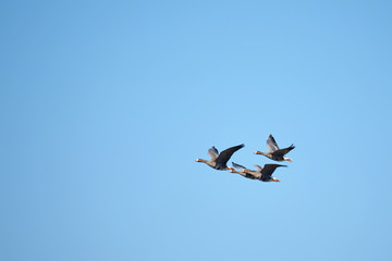 Geese in flight
