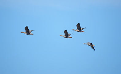 Geese in flight