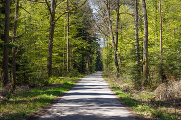 kleiner geteerter Weg im Schwarzwald, frisches Frühlingsgrün