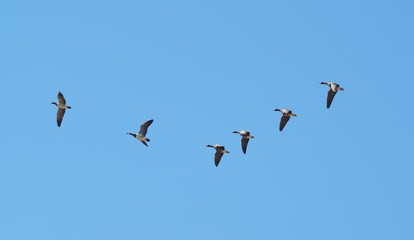 Geese in flight
