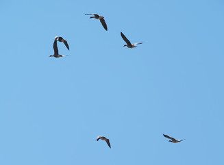Geese in flight