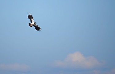 Lapwing in flight