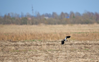 Lapwing in flight