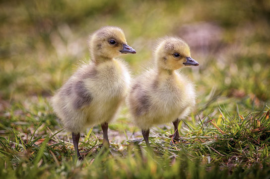 Two goslings Canada Geese, one day old stood on a natural riverbank looking at the camera.
