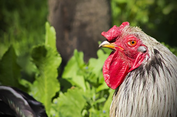 Rooster close up on a green background, nature animal bird